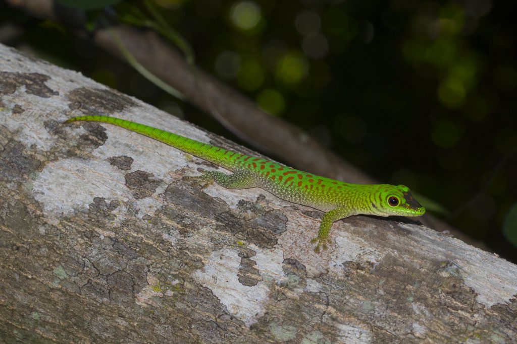 Phelsuma kochi