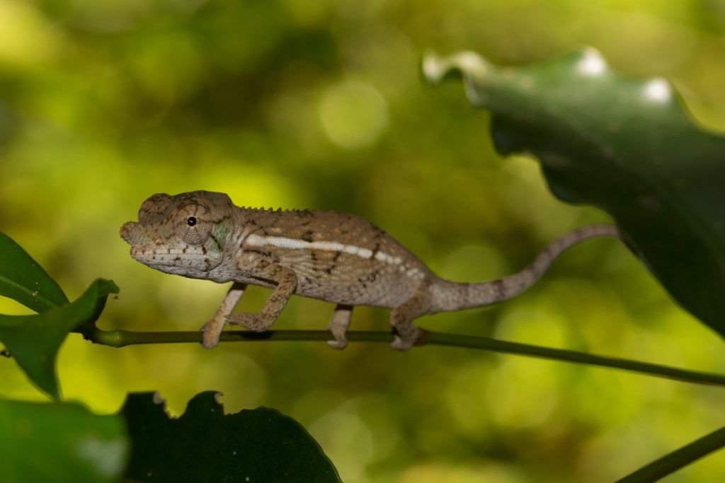 Furcifer rhinoceratus