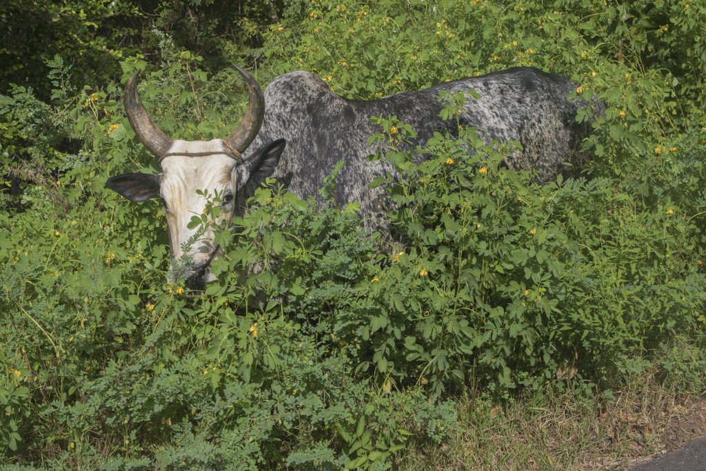 Zebu