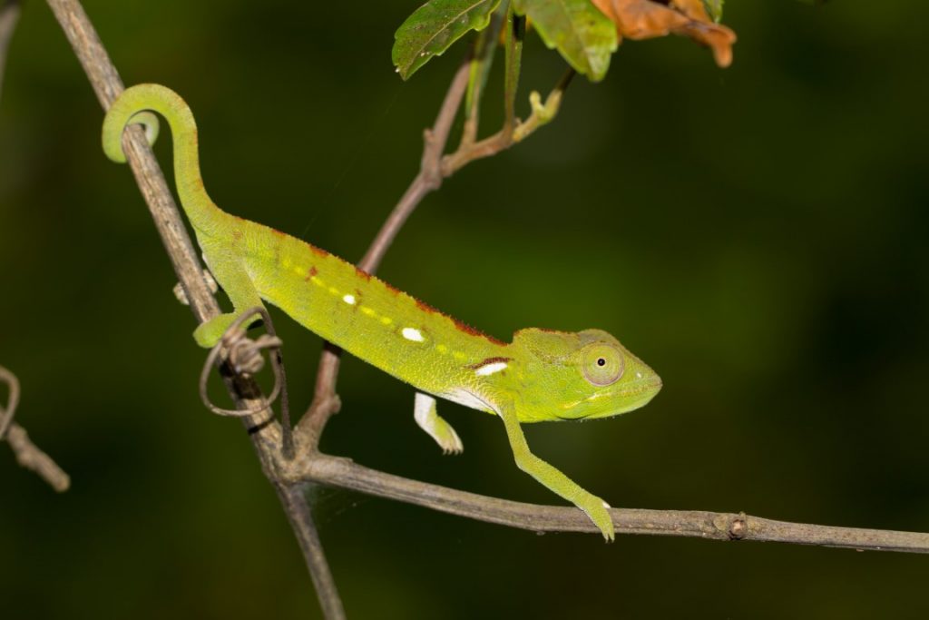 Furcifer oustaleti