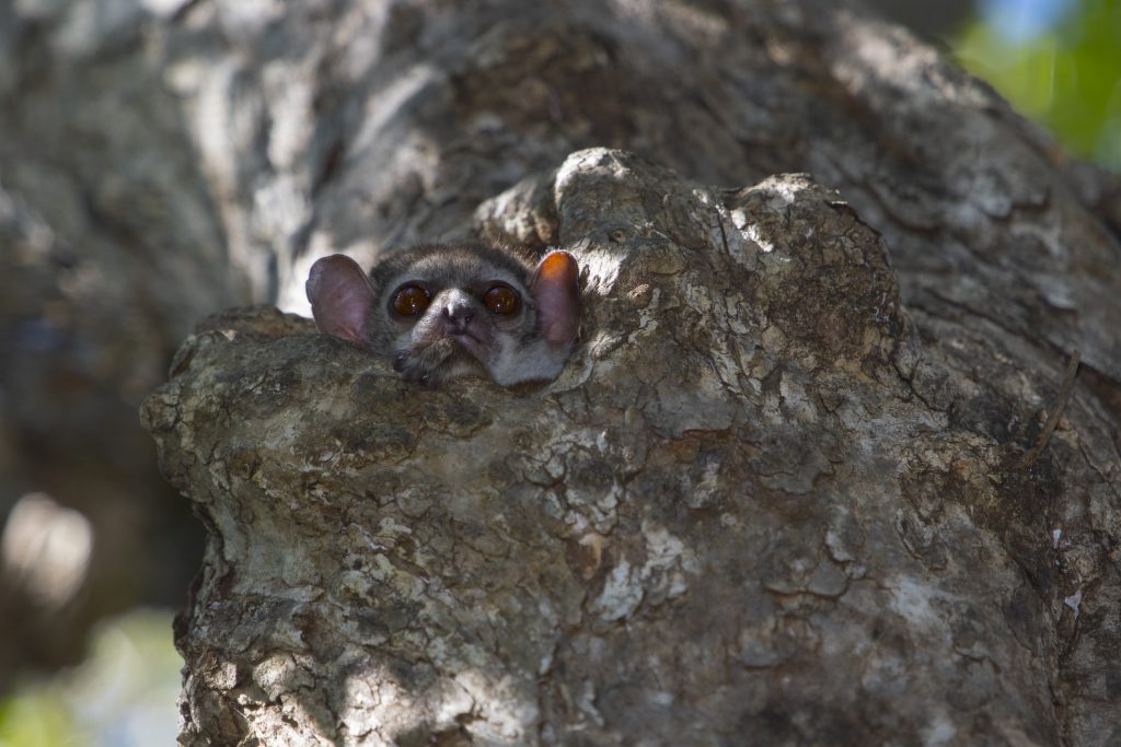 sportive lemur