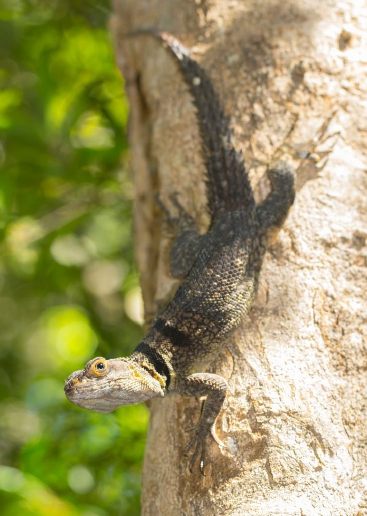 Oplurus cuvieri