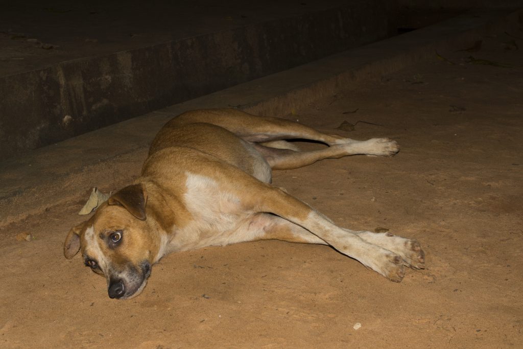 Ankarafantsika