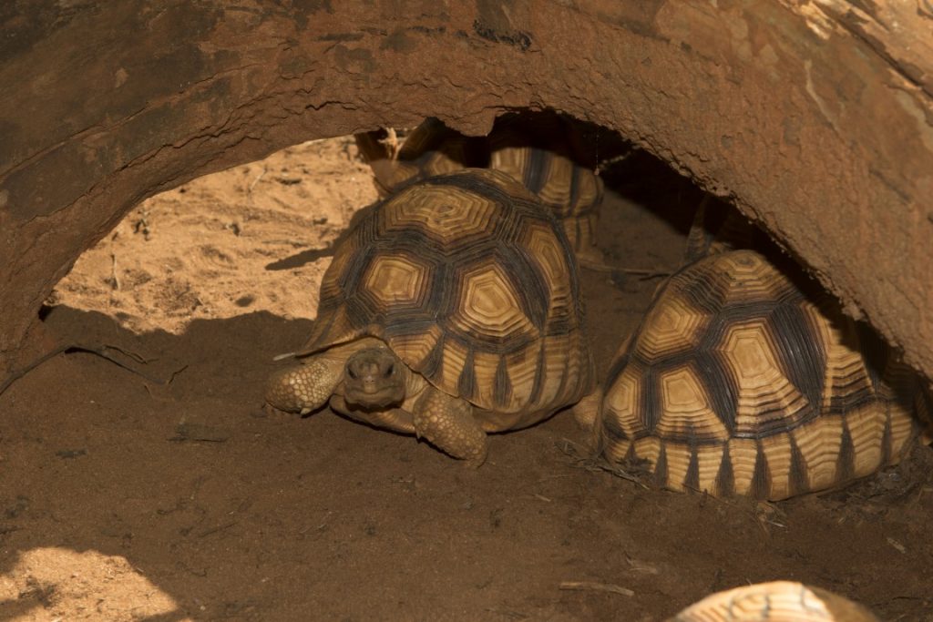 Astrochelys yniphora