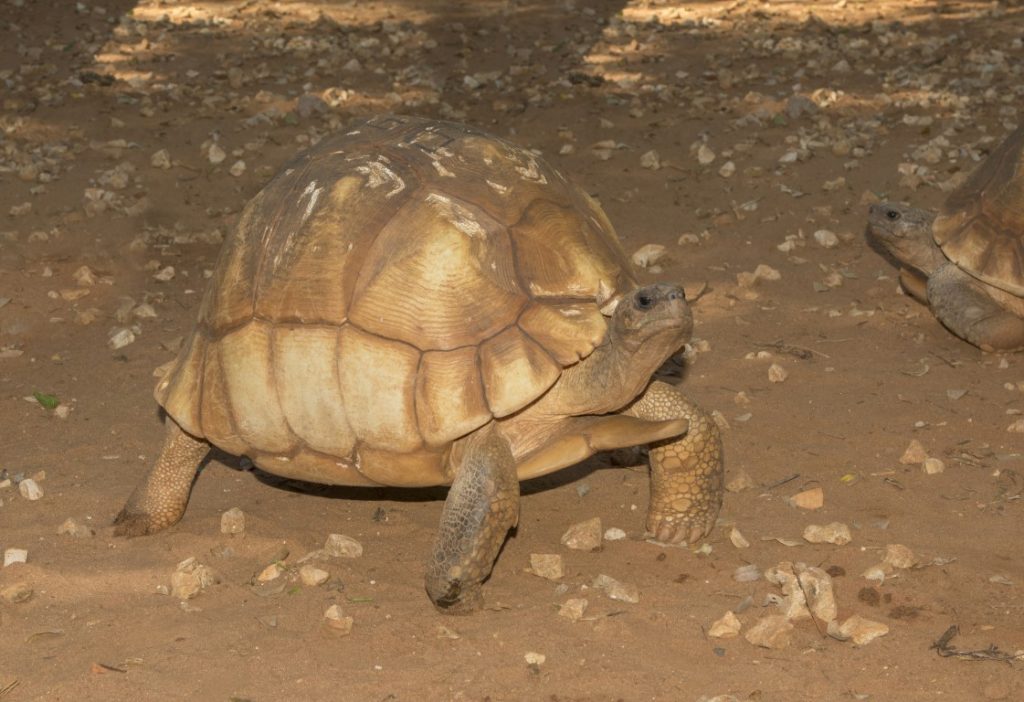 Astrochelys yniphora