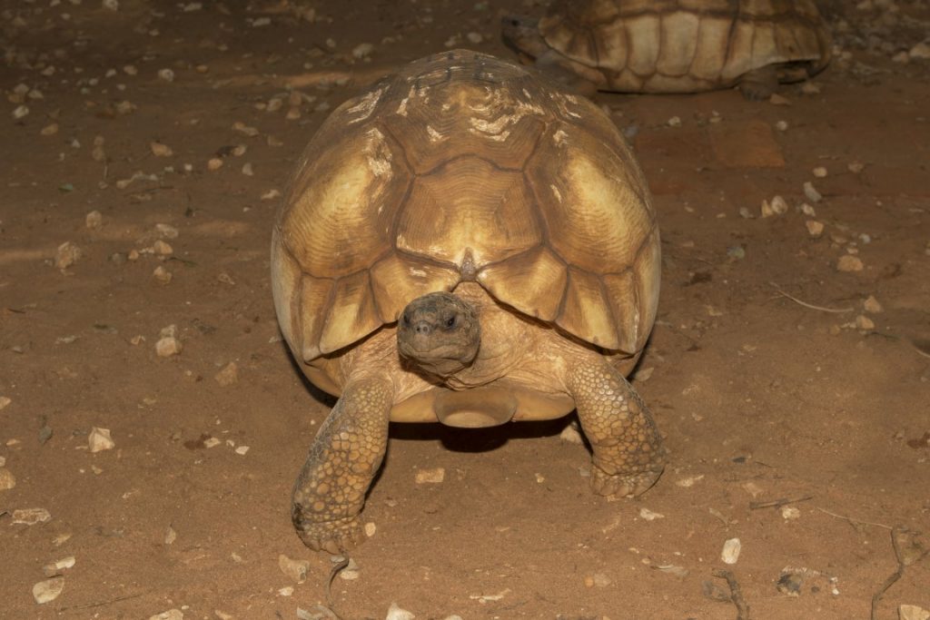 Astrochelys yniphora