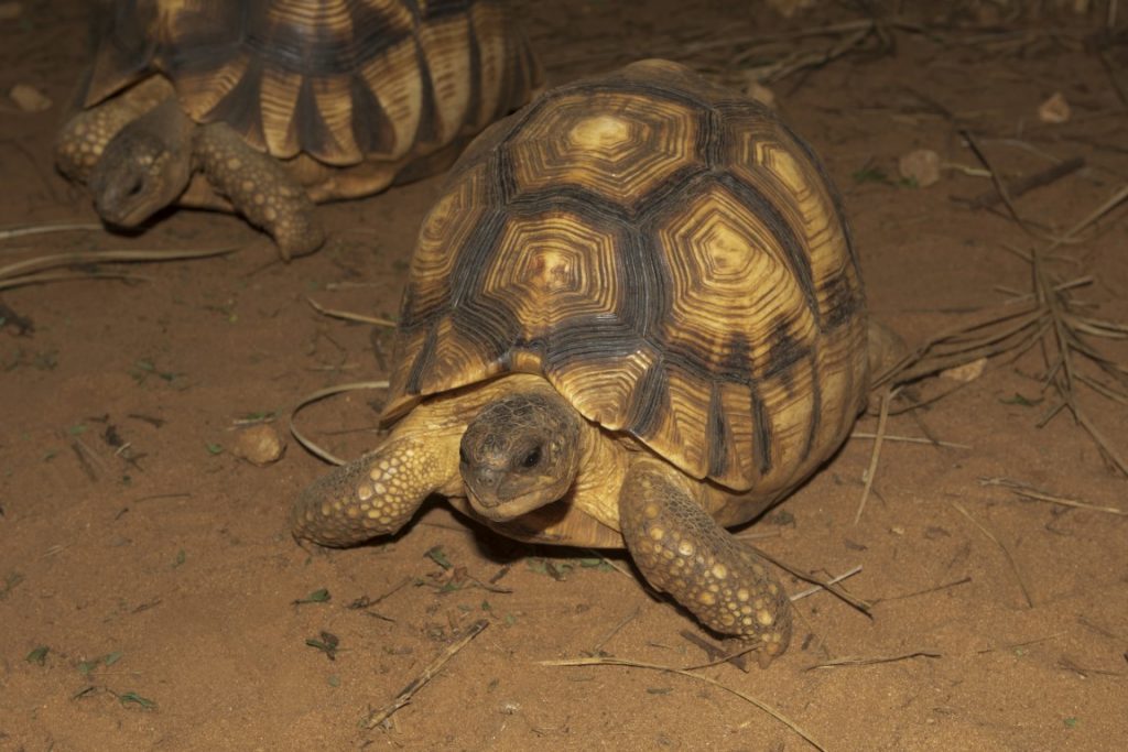 Astrochelys yniphora