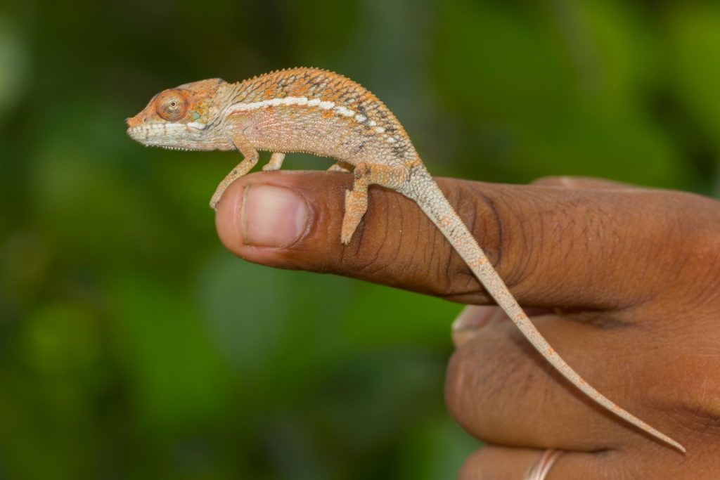 Furcifer angeli