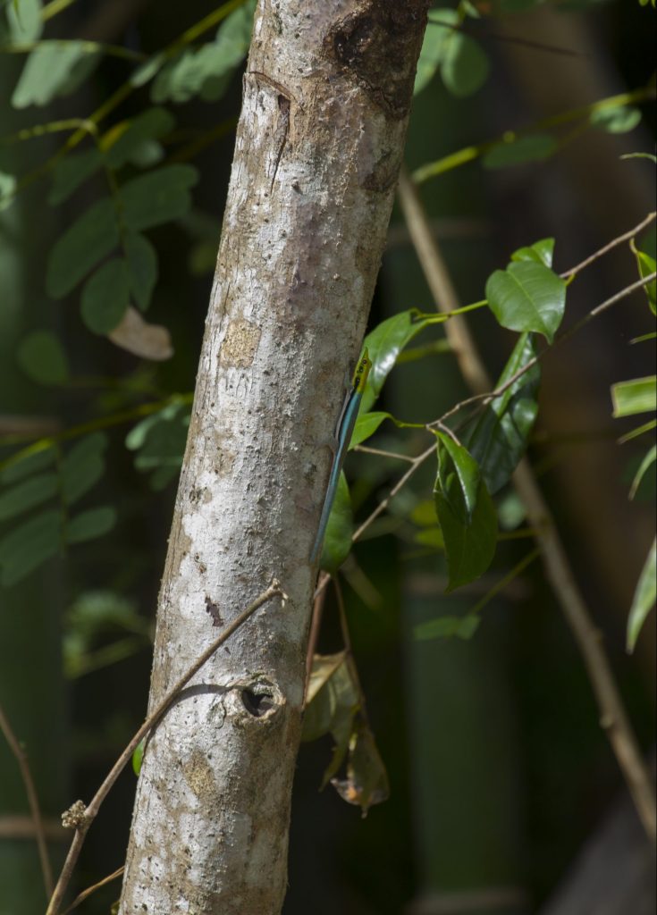 Phelsuma klemmeri