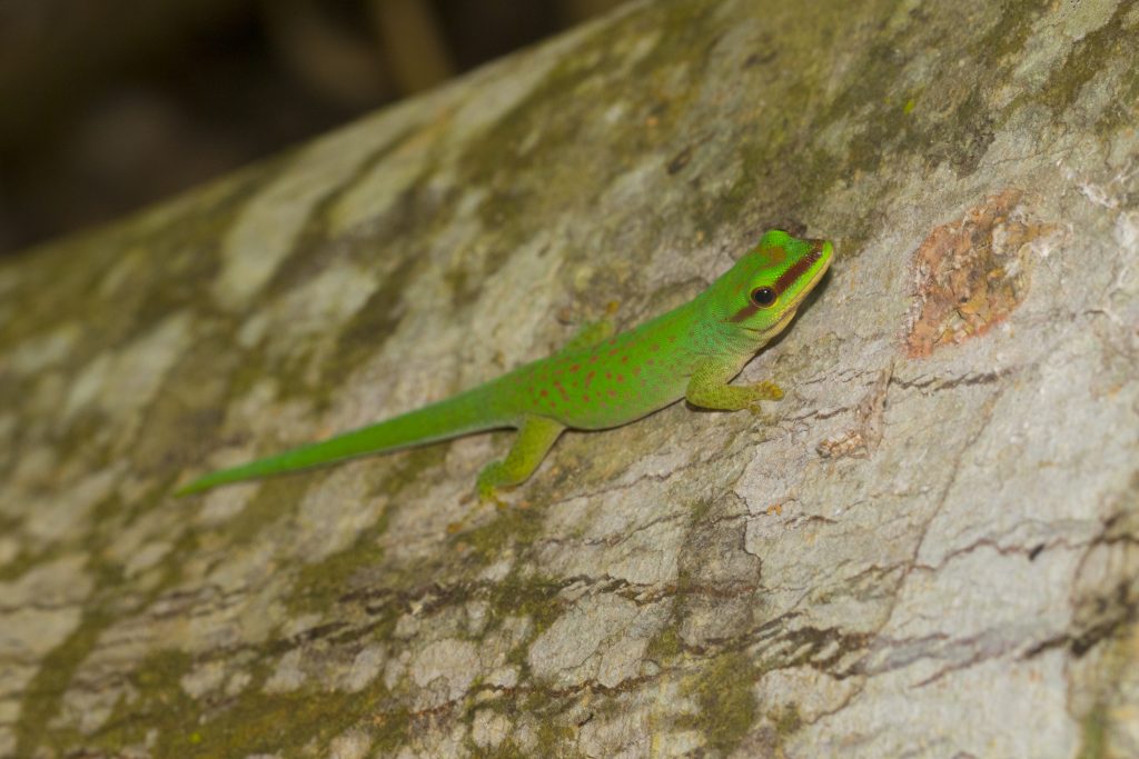 Phelsuma abotti