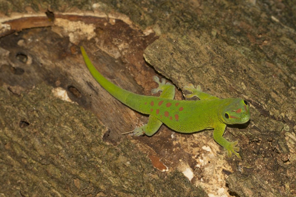 Phelsuma grandis