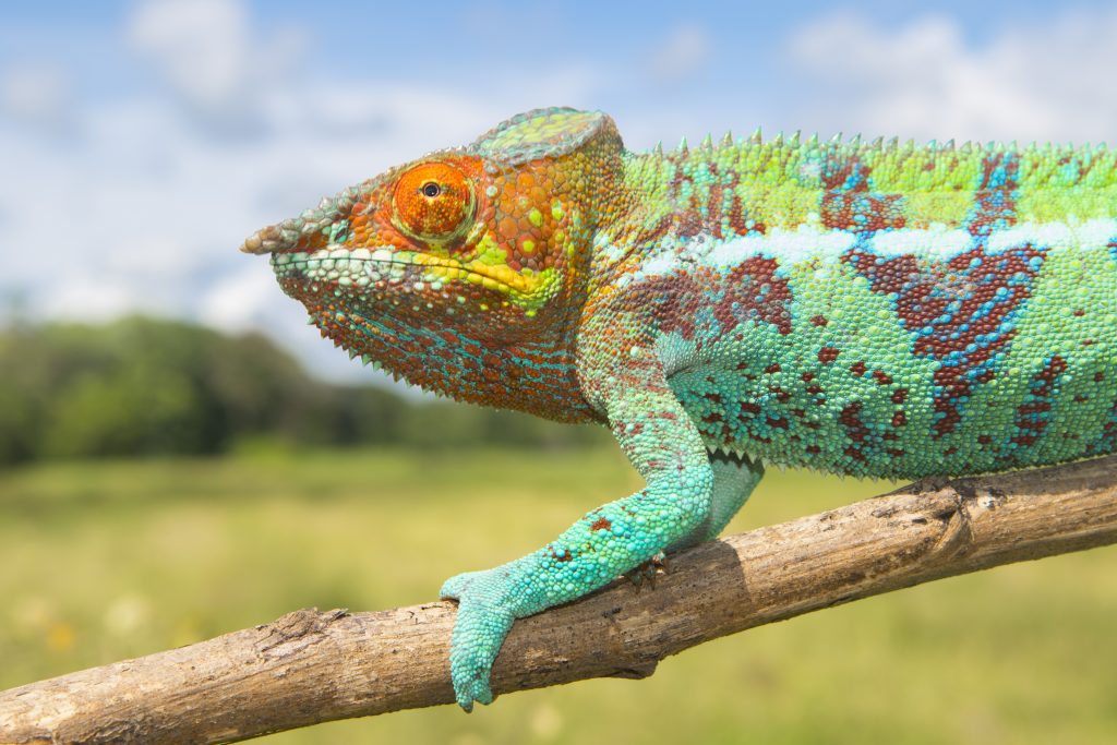 Furcifer pardalis, Ambanja