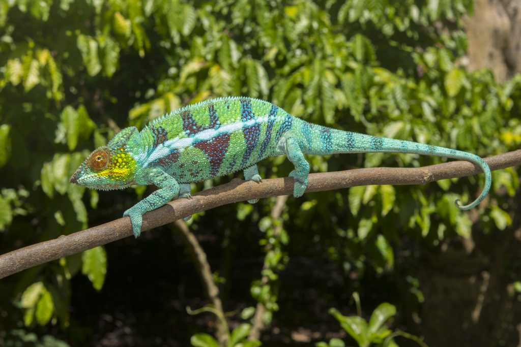 Furcifer pardalis, Ambanja