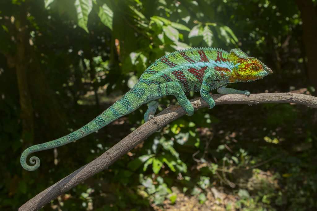 Furcifer pardalis, Ambanja