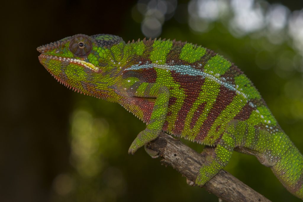 Furcifer pardalis