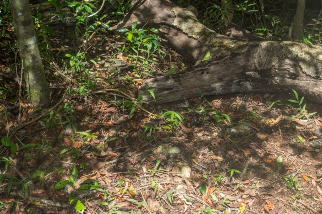 Brookesia antankarana