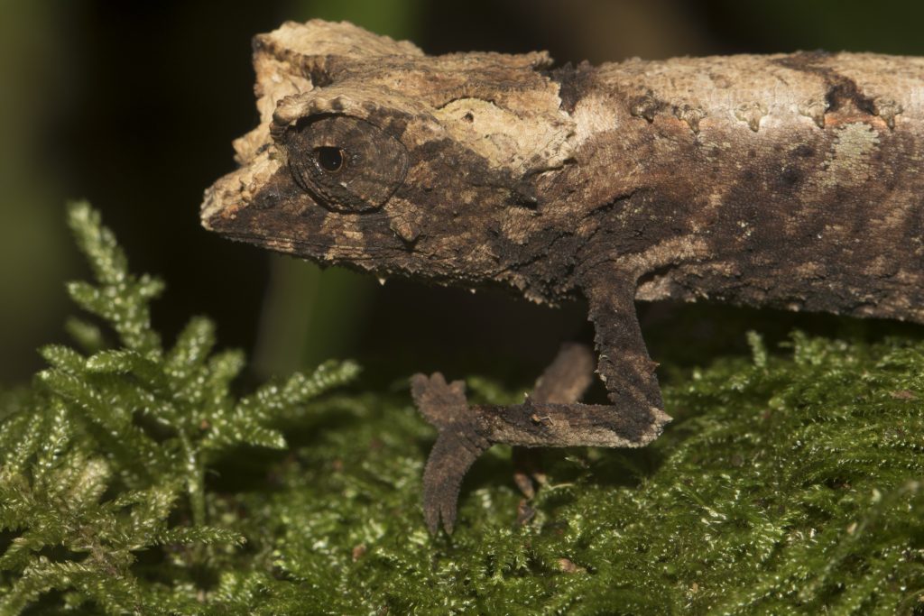 Brookesia antankarana