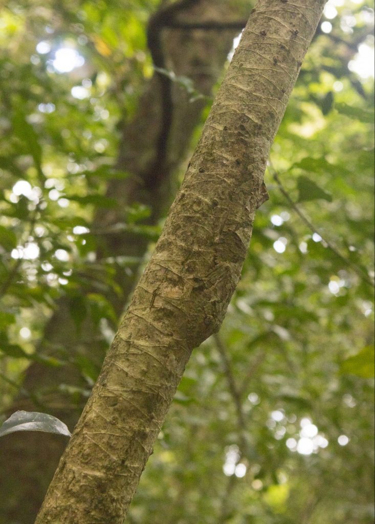 Uroplatus sikorae