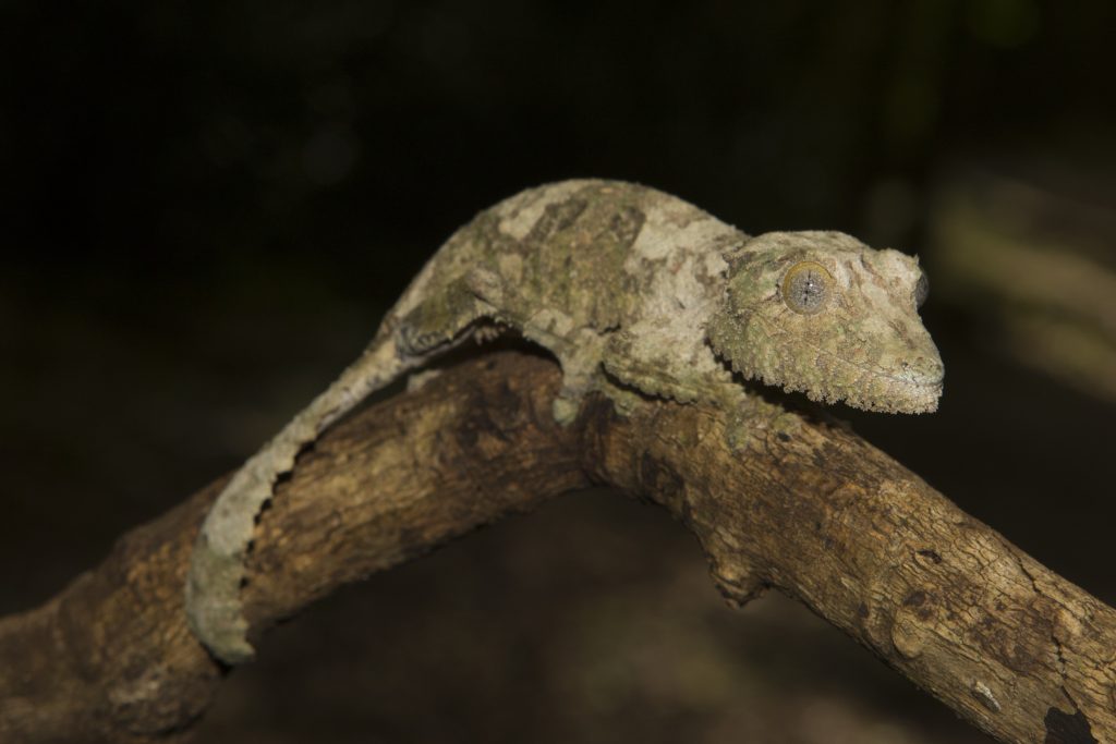 Uroplatus sikorae