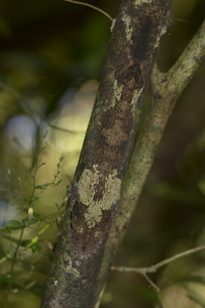 Uroplatus sikorae