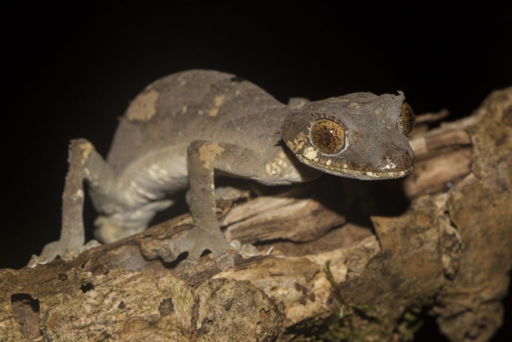 Uroplatus finiavana