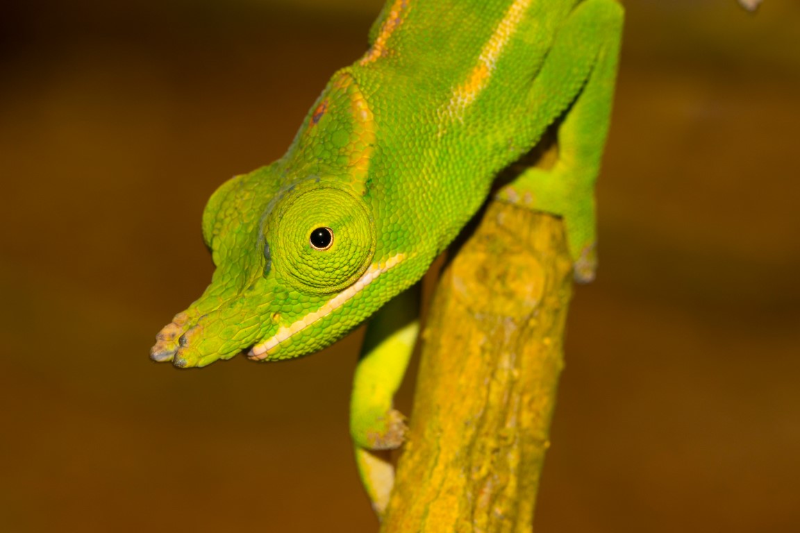 Furcifer petteri