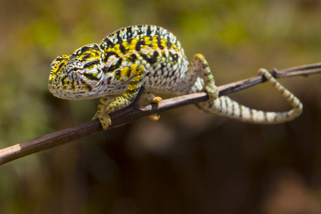 Furcifer lateralis