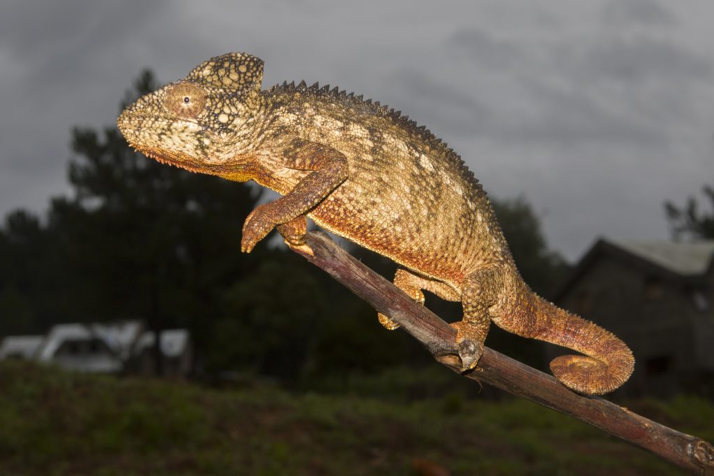 Furcifer oustaleti