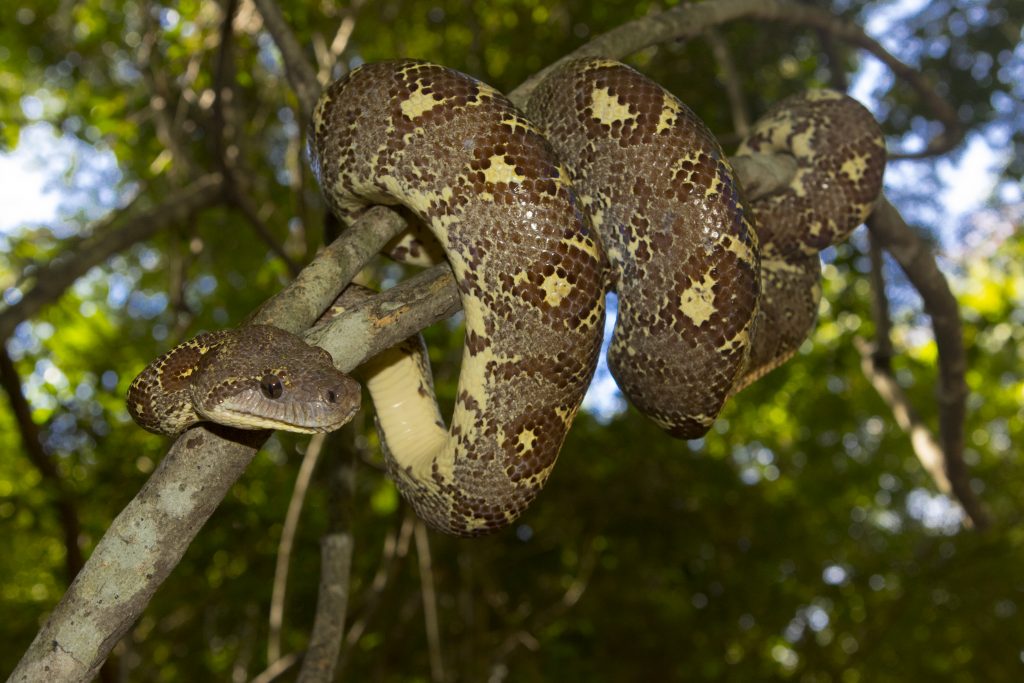 Sanzinia madagascariensis