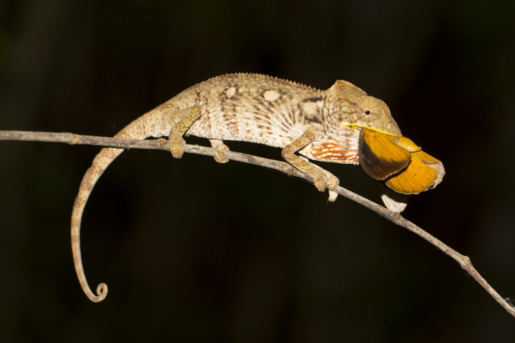 Furcifer oustaleti