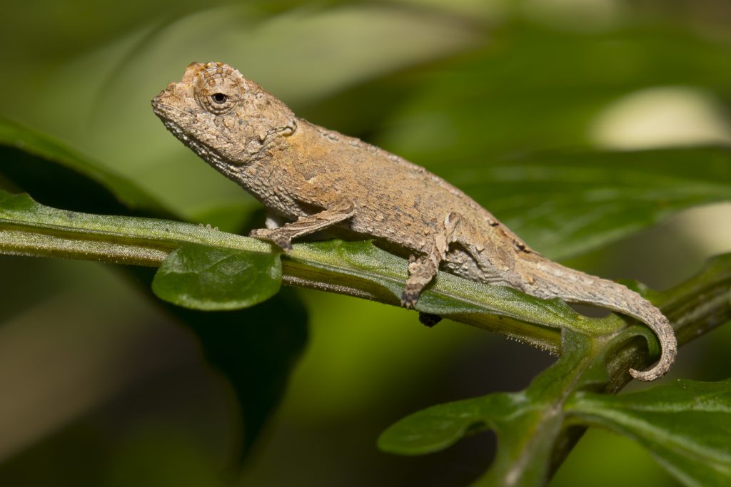 Brookesia brygooi