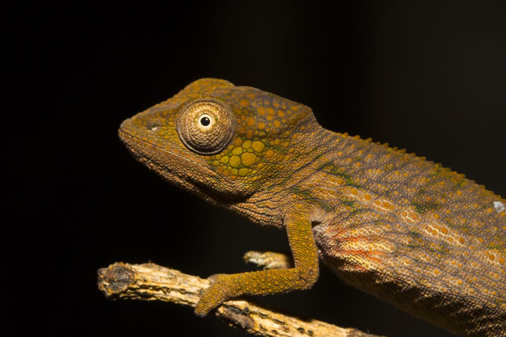 Furcifer nicosiai