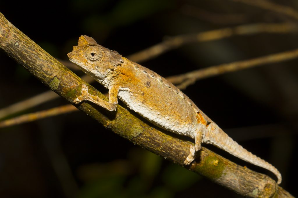 Brookesia brygooi