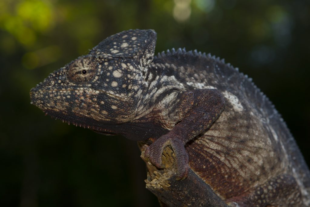 Furcifer oustaleti