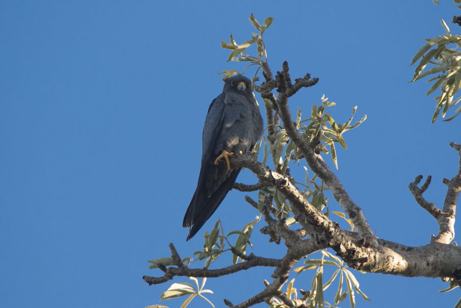 Schieferfalke