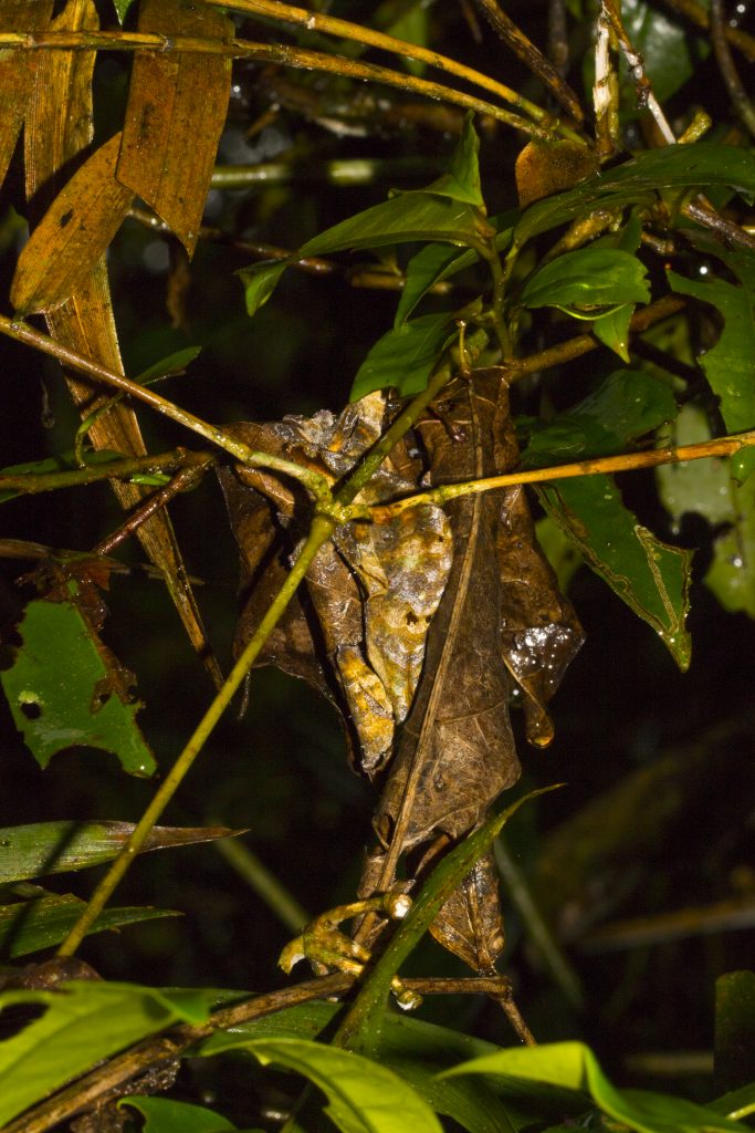 Uroplatus phantasticus