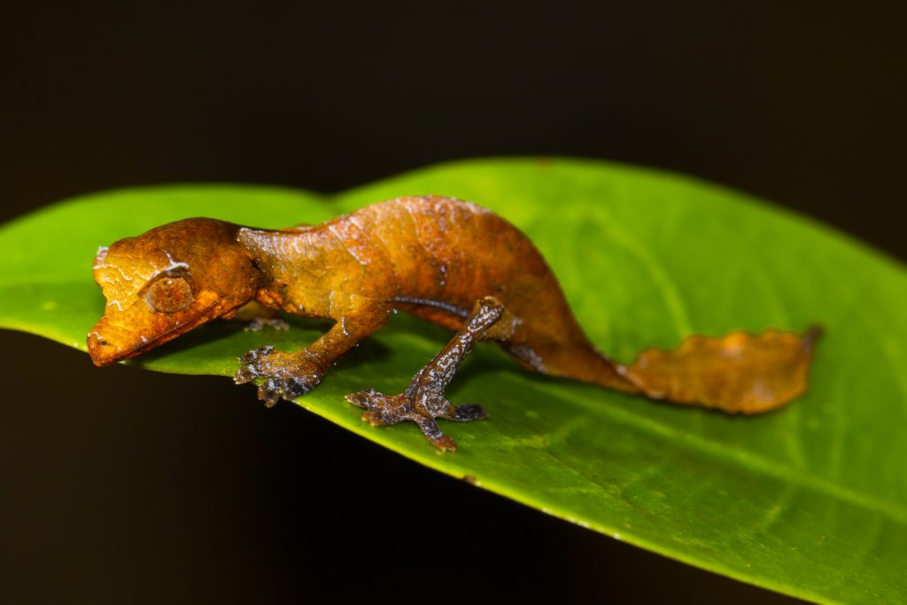 Uroplatus phantasticus