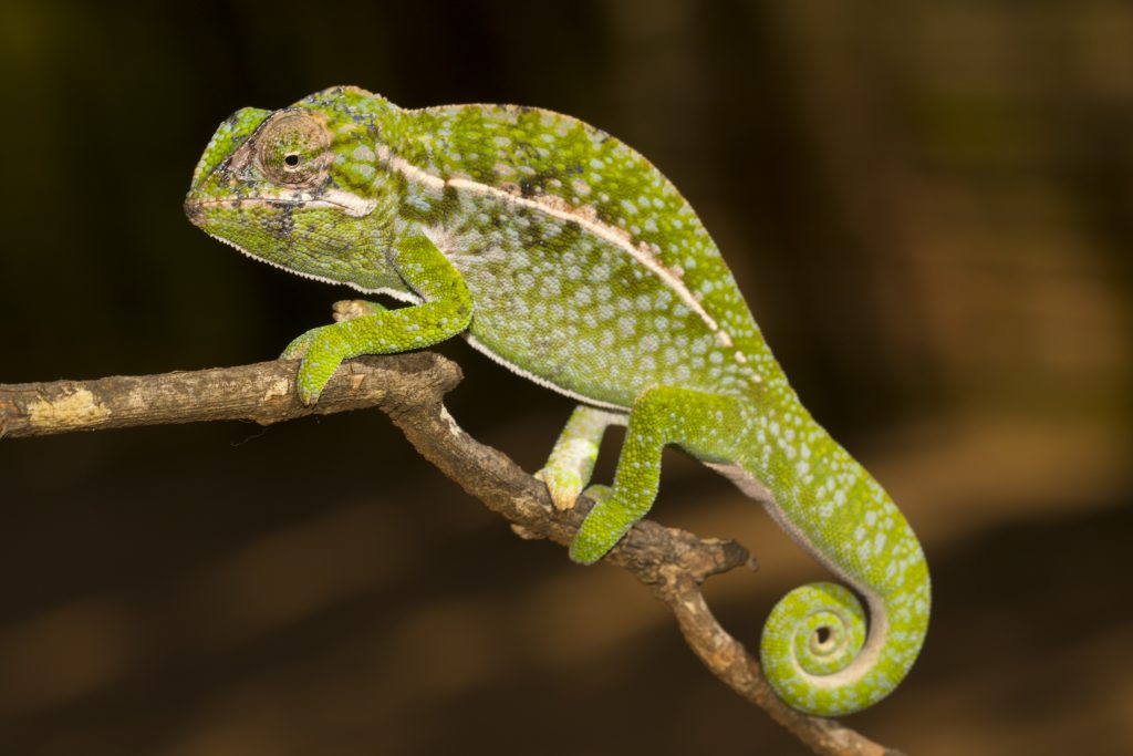 Furcifer lateralis