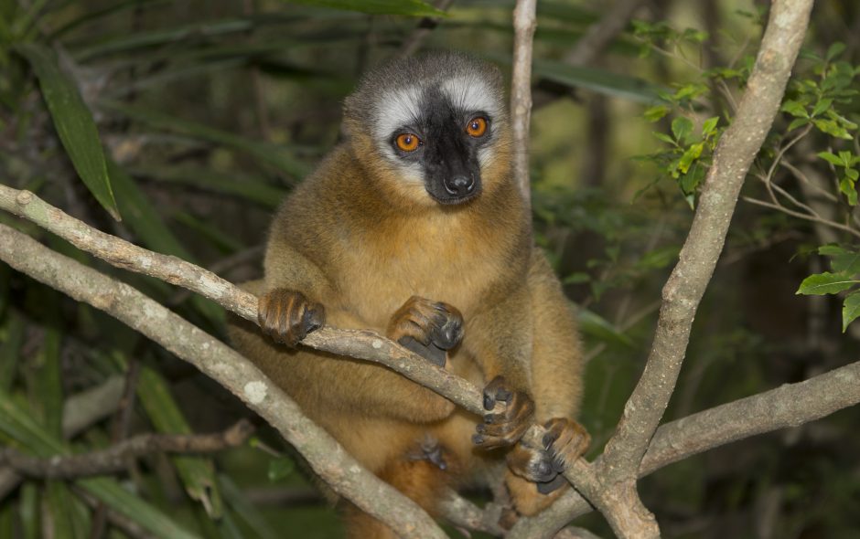 Eulemur rufifrons