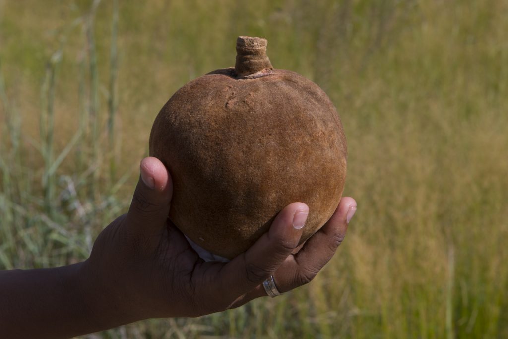 Baobabfrucht