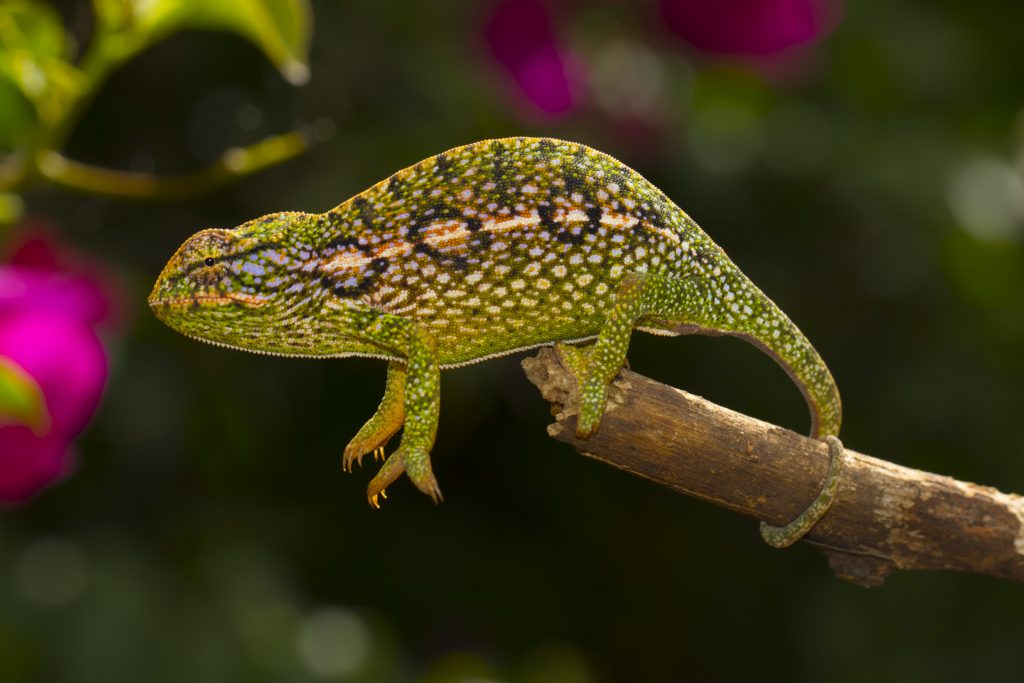 Furcifer lateralis