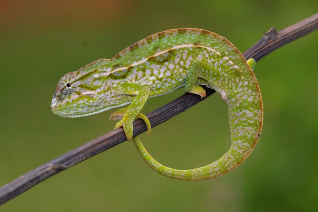 Furcifer lateralis