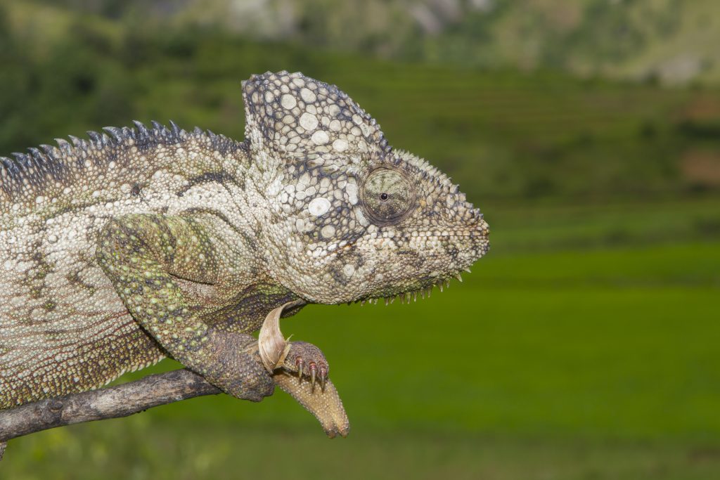 Furcifer oustaleti