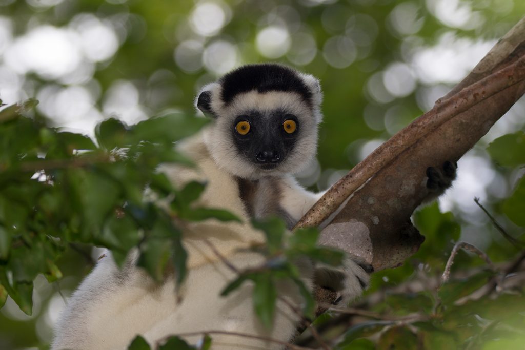 Larvensifaka