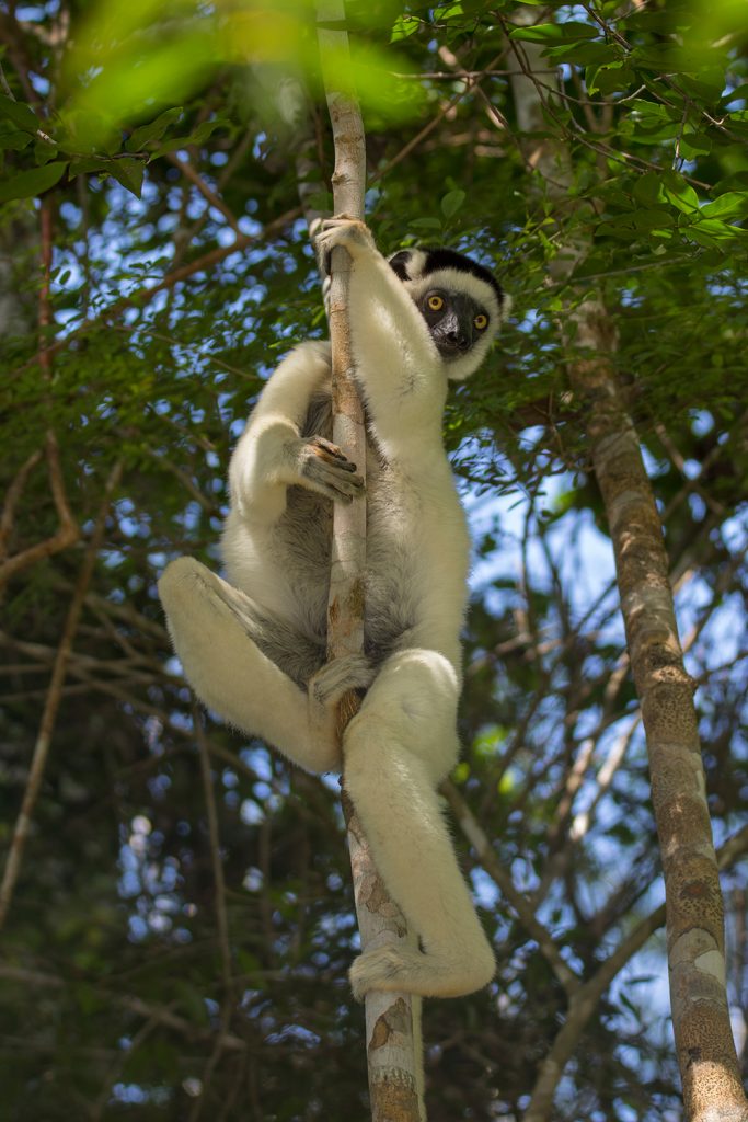 Larvensifaka