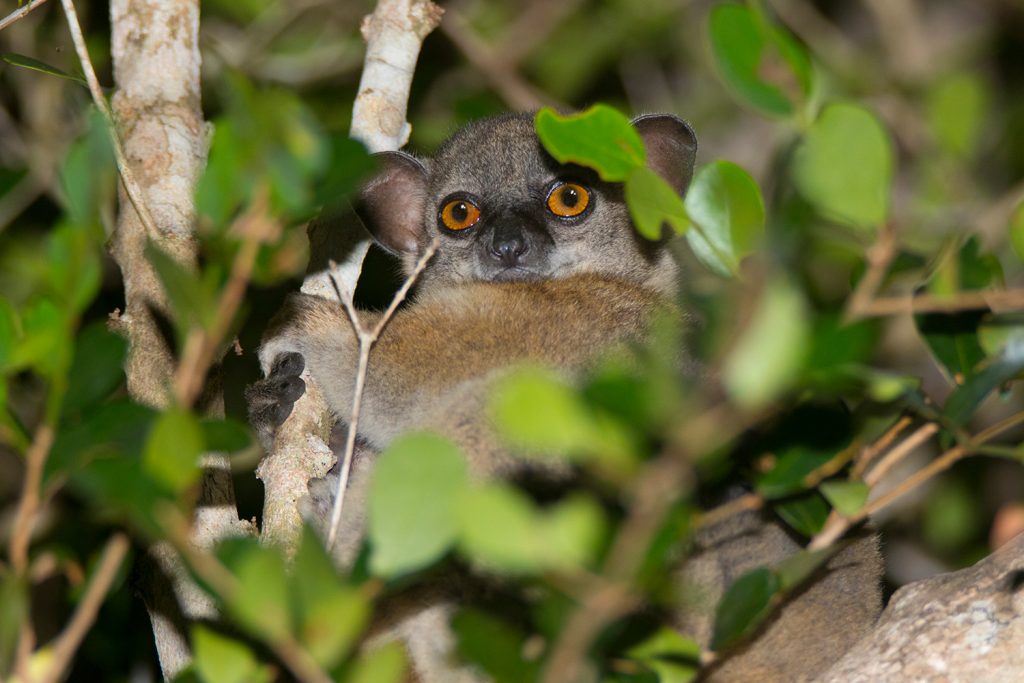 Lepilemur ruficaudatus