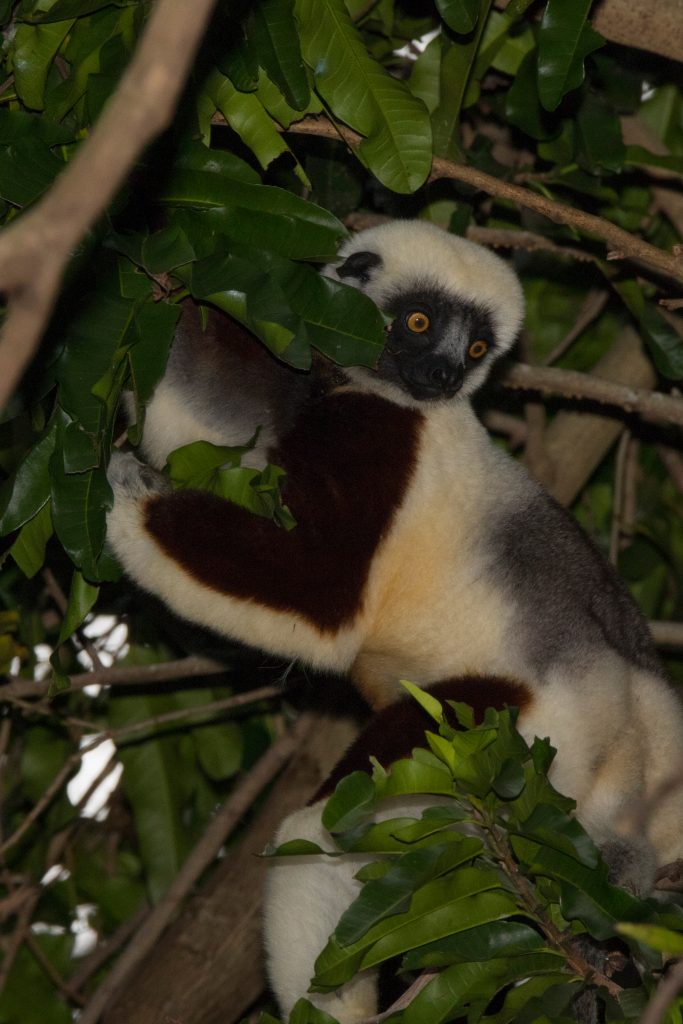 Coquerel-Sifaka