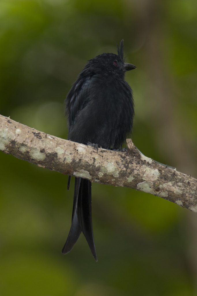 Drongo