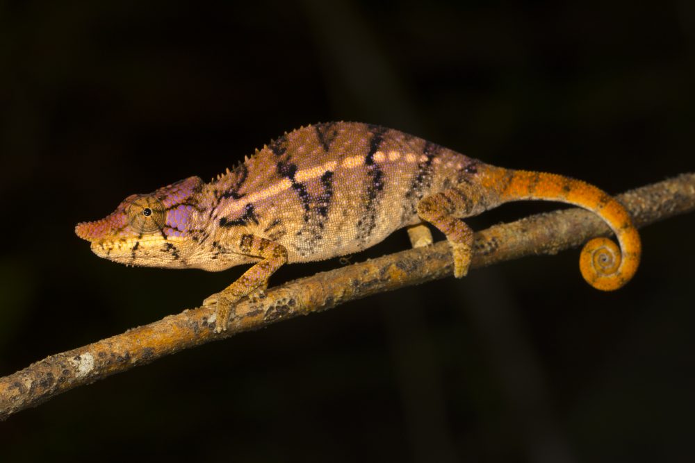 Furcifer rhinoceratus