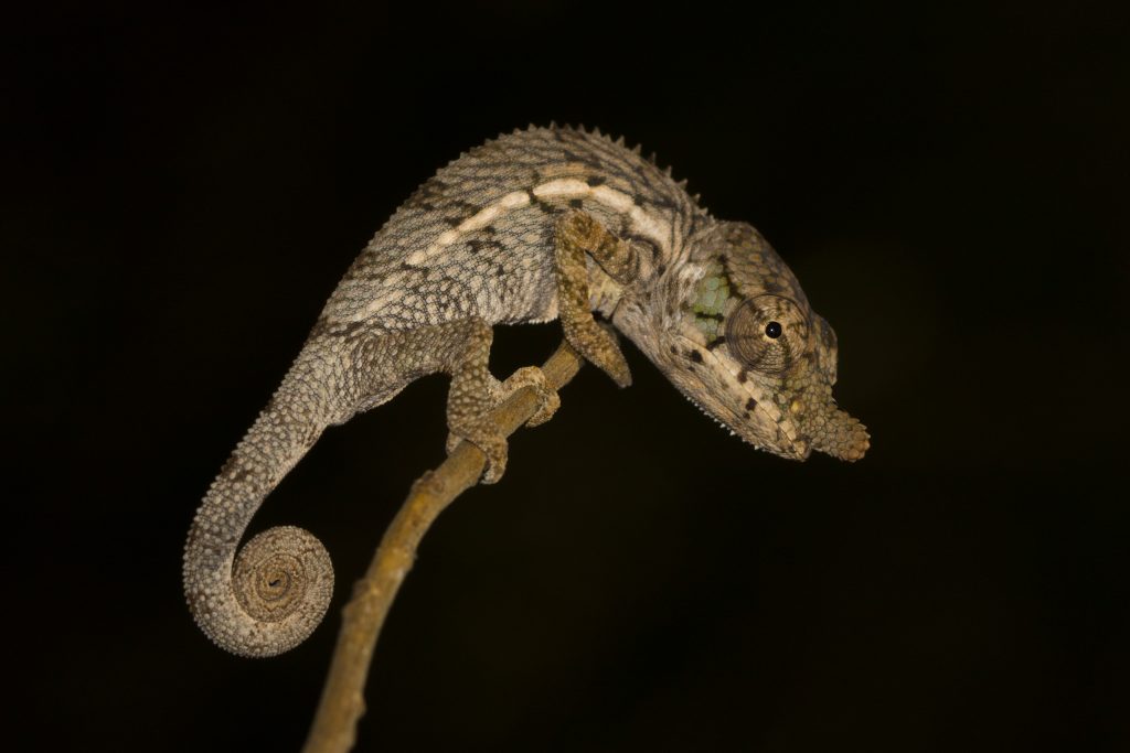 Furcifer rhinoceratus